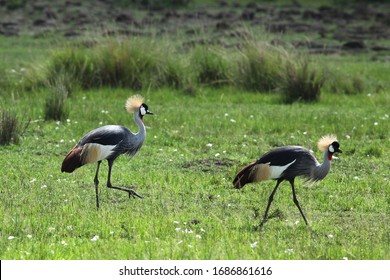 149 Tufted crane Images, Stock Photos & Vectors | Shutterstock