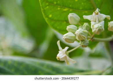  Crown Flower, Giant Indian Milkweed, Gigantic Swallow-wort - Shutterstock ID 2064439277