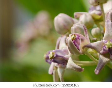 Crown Flower, Giant Indian Milkweed, Gigantic Flower, Close Up.