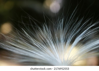 Crown Flower (wara Mala) Close-up