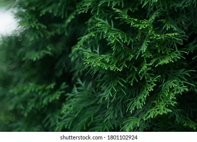 Crown of green thuja, macro photo - Shutterstock ID 1801102924