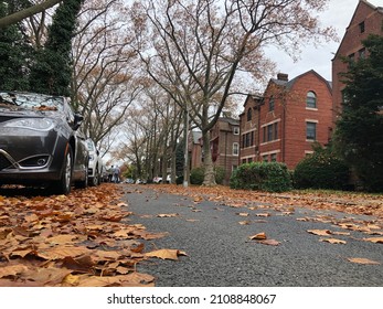 Crown Heights Brooklyn Fall Winter Building Leaves