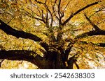 Crown of a huge, free-standing lime tree that was planted on a hill near Reutlingen in 1871. Countless twigs and branches with yellow leaves. Intense foliage coloration in October or Indian summer.