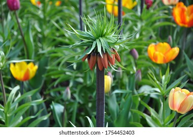 Crown Imperial Or Kaiser's Crown In Kungsträdgården Park, Stockholm