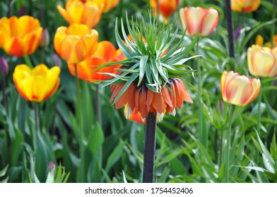 Crown Imperial Or Kaiser's Crown In Kungsträdgården Park, Stockholm