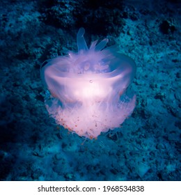 Crown Jellyfish Images Stock Photos Vectors Shutterstock
