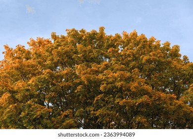 Crown of a large maple tree in autumn. Colorful foliage on a tree in November.