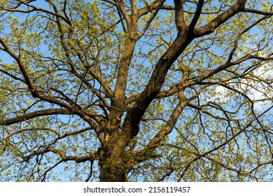 Crown Of A Large Tree With Young Green Leaves. Spring Renewal Of Nature.