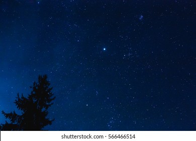 Crown Of Lonely Pine Tree On Blue Night Starry Sky Background. Night View Of Natural Glowing Stars