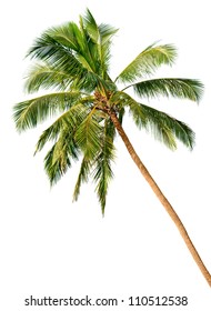 Crown of a palm tree of coconut isolated on white background