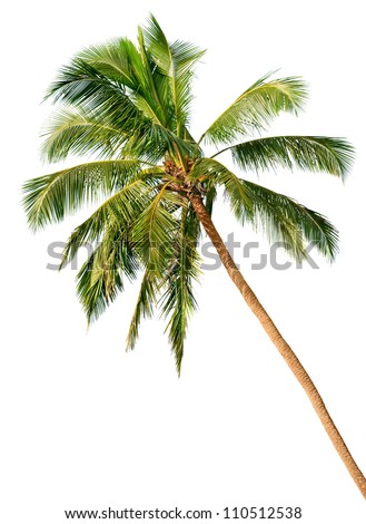 Crown of a palm tree of coconut isolated on white background