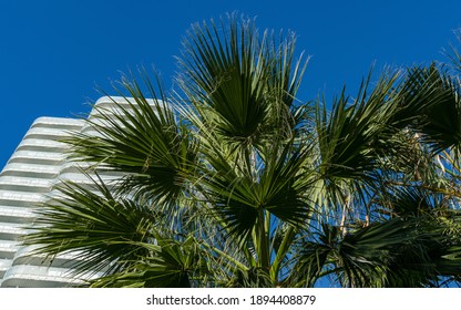 Mexican Blue Palm High Res Stock Images Shutterstock