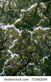 Crown Shyness