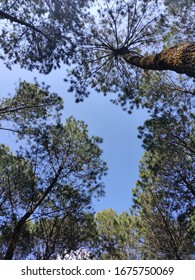 Crown Shyness On The Pines