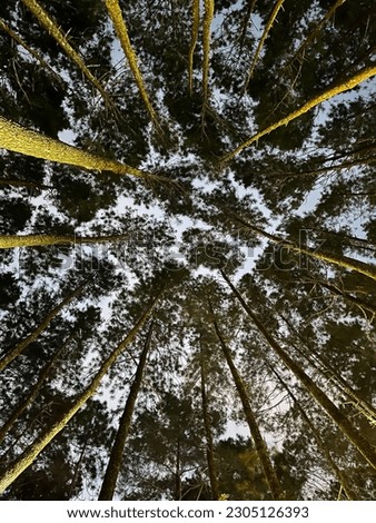 Crown shyness phenomenon captured in a well-known pine forest located at Yogyakarta, Indonesia
