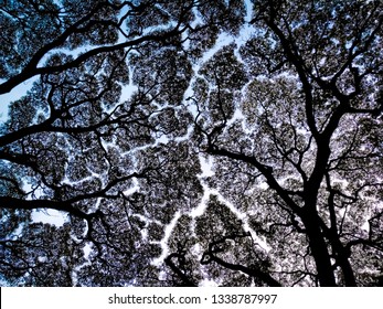 Crown Shyness In Trees