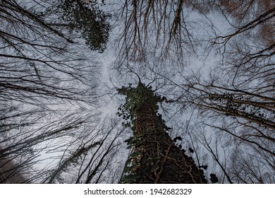 Crown Shyness Of The Trees