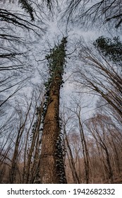 Crown Shyness Of The Trees