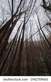 Crown Shyness Of The Trees