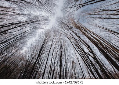 Crown Shyness Of The Trees