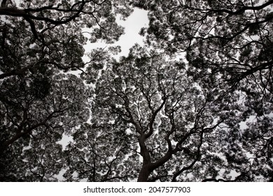 Crown Shyness, Trees, Canopy Disengagement