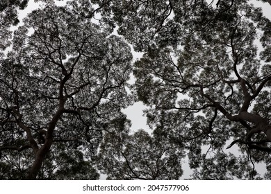 Crown Shyness, Trees, Canopy Disengagement