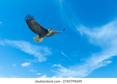 Crown of the Skies The Bald Eagle in Command