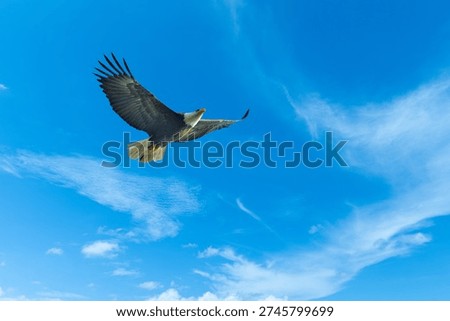 Crown of the Skies The Bald Eagle in Command