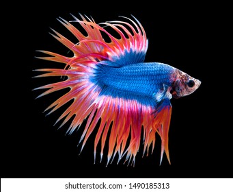 Crown tail Betta fish (Siamese fighting fish) has a colorful body and tail . The black background makes the fish look distinct and good macro detail.This wildlife from asia thailand. CT Thailand flag. - Shutterstock ID 1490185313