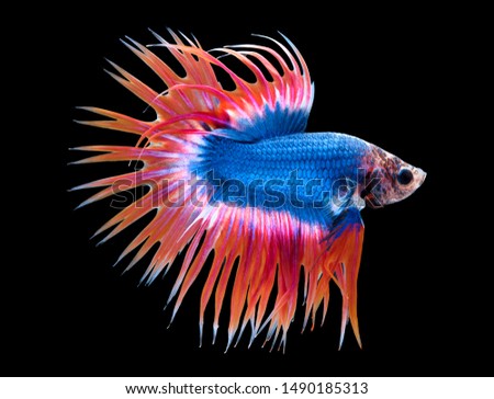 Crown tail Betta fish (Siamese fighting fish) has a colorful body and tail . The black background makes the fish look distinct and good macro detail.This wildlife from asia thailand. CT Thailand flag.