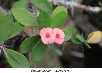 Crown of thorns or Christ Thorn flower - Euphorbia milli - red color on green leaf. Crown of Thorns flower. red flower with thorns. Euphorbia Milia Desmoul.
