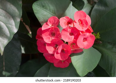 Crown of thorns or Christ Thorn flower - Euphorbia milli - red color on green leaf.