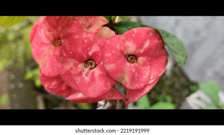 Crown Of Thorns Euphorbia Flower Plant