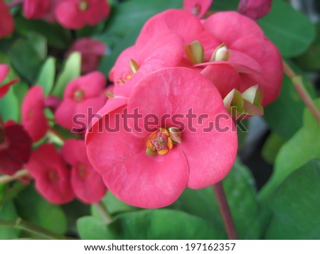 crown of thorns flowers in the garden
