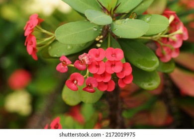 Crown of thorns flowers, also known as Christ plant or Christ thorn, is a flowering plant native to Madagascar. This plant also has sharp, spiny stems and branches that excrete a milky sap.