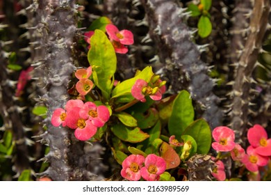 Crown Of Thorns Flowers And Stems Growing In Sunlight