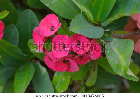 Crown of thorns. Pink Euphorbia milii Des Moul. Christ Thorn flower. Red flowers. Euphorbia coccinea plant. crown of thorn plant.