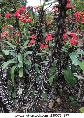Crown of Thorns plant deciduous herbaceous perennial shrub green leaves red flowers houseplant tropical succulent stunning native to Madagascar thick grey thorny vinelike branching sprawling stems