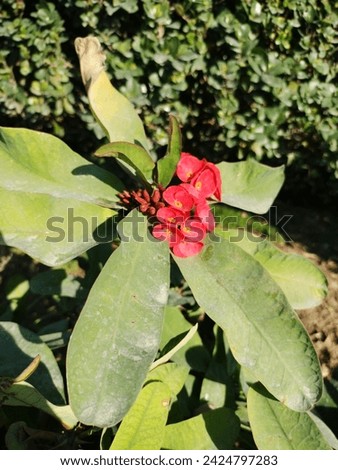 Crown of thorns plant and Flower  
Euphorbia coccinea plant ,Red flowers, Christ Thorn flower.