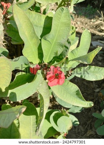 Crown of thorns plant and Flower  
Euphorbia coccinea plant ,Red flowers, Christ Thorn flower.