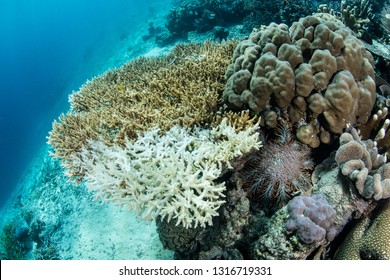 367 Acanthaster planci Images, Stock Photos & Vectors | Shutterstock