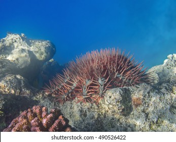 Crown Of Thorns Sea Star (Acanthaster Planci) Feeding Coral Reef In The Tropical Sea