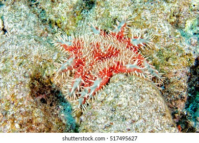 Crown Of Thorns Sea Star Eating Corals