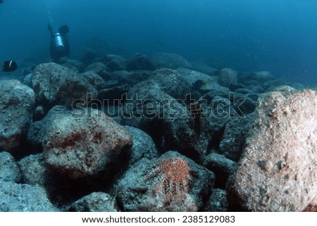 A crown of thorns sea urchin sea star eating corals