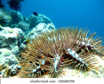 652 Crown of thorns starfish Images, Stock Photos & Vectors | Shutterstock