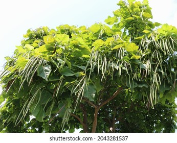 crown of a tree with large leaves and long catalpa pods bottom view, southern pod tree in fruiting season, catalpa in early autumn