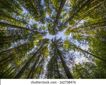 crown trees - Shutterstock ID 162738476