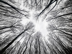 Crown Of Trees Without Leaves. View From Bottom Of  Forest.  Sky Through The Bare Branches Of Trees. Forest In Winter. Tall Trees.