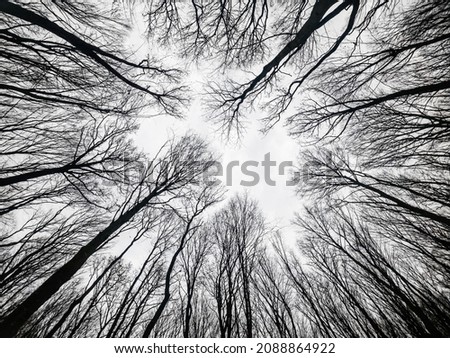 Crown of trees without leaves. View from bottom of  forest.  Sky through the bare branches of trees. Forest in winter. Tall trees.