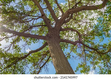 Crown Of A Walnut Tree Against A Blue Sky In Early Spring. Classification Name Is Juglans